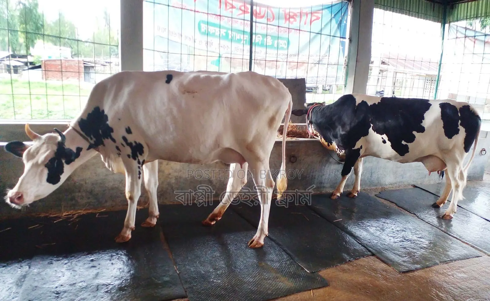 ১২৫৮নং ২টি গাভী গরু বিক্রয় হবে।