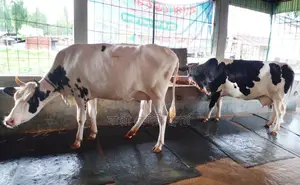 1258 No. 2 Milch Cows for Sale.