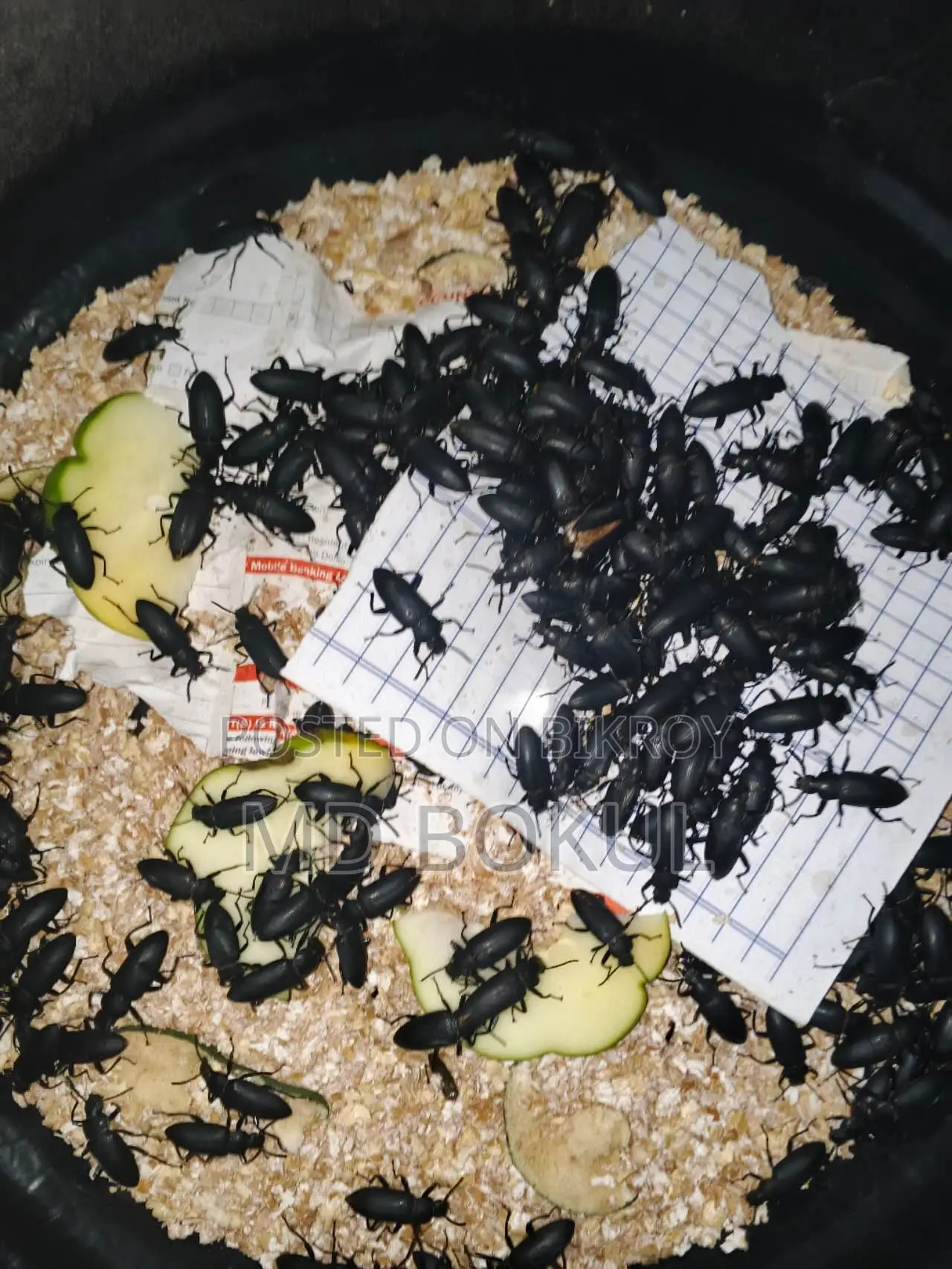 Beetle insect for sale