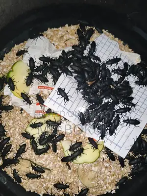 Beetle insect for sale