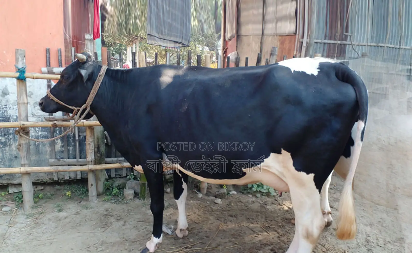 ১২৫৯ নং উন্নত জাতের গাভী ।