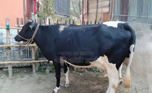 ১২৫৯ নং উন্নত জাতের গাভী ।