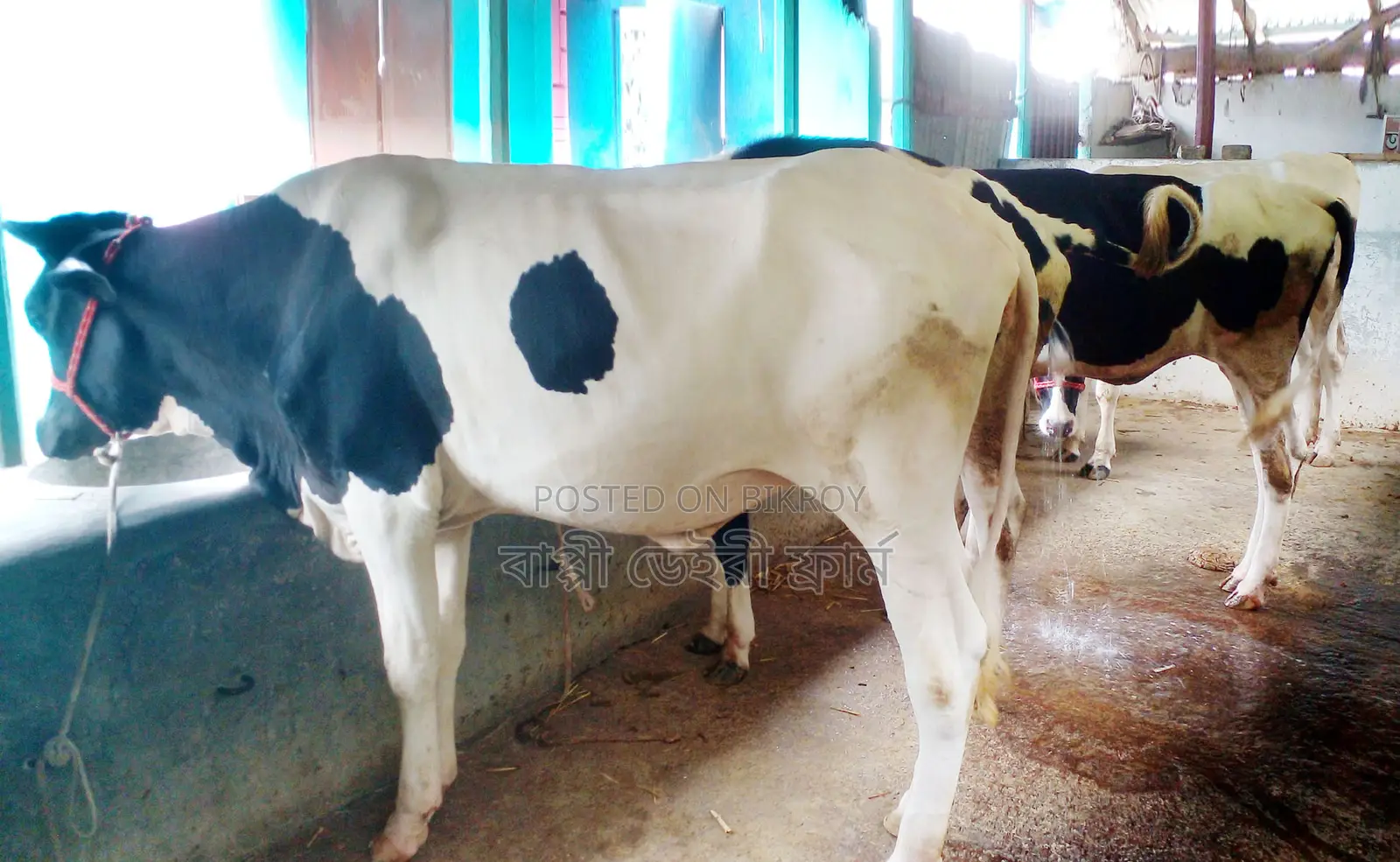 4 high-quality heifers, item no. 1260