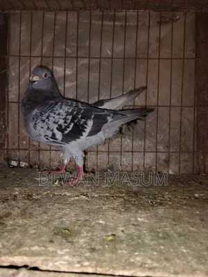 Pigeon for sale