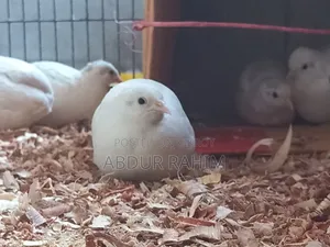 Running King Quail