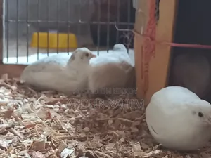 রানিং কিং কোয়েল
