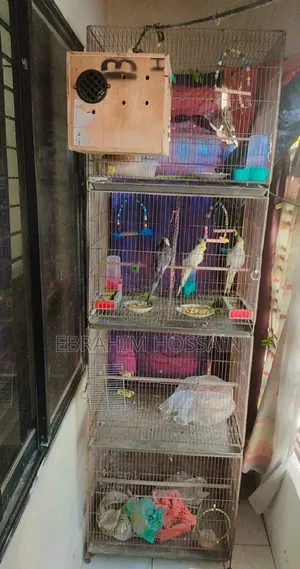 Bird's Cage 18/24