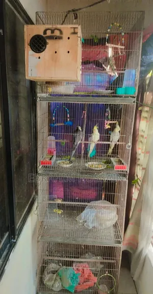 Bird's Cage 18/24