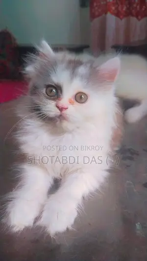 1-3 Months Male Purebred Persian