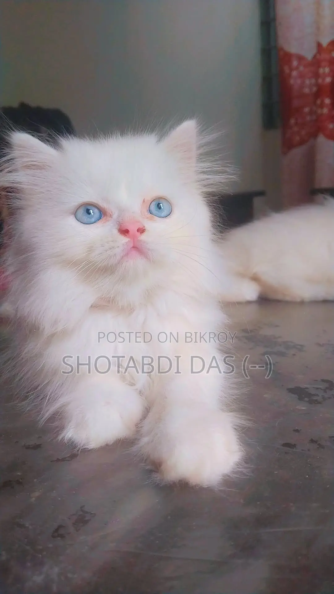 1-3 Months Male Purebred Persian