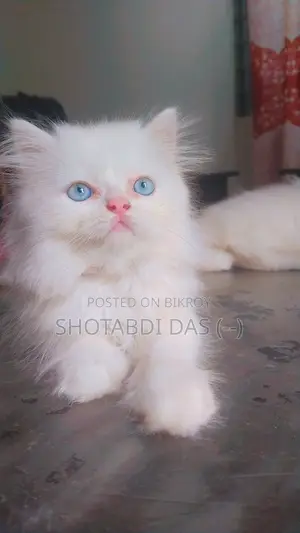 1-3 Months Male Purebred Persian