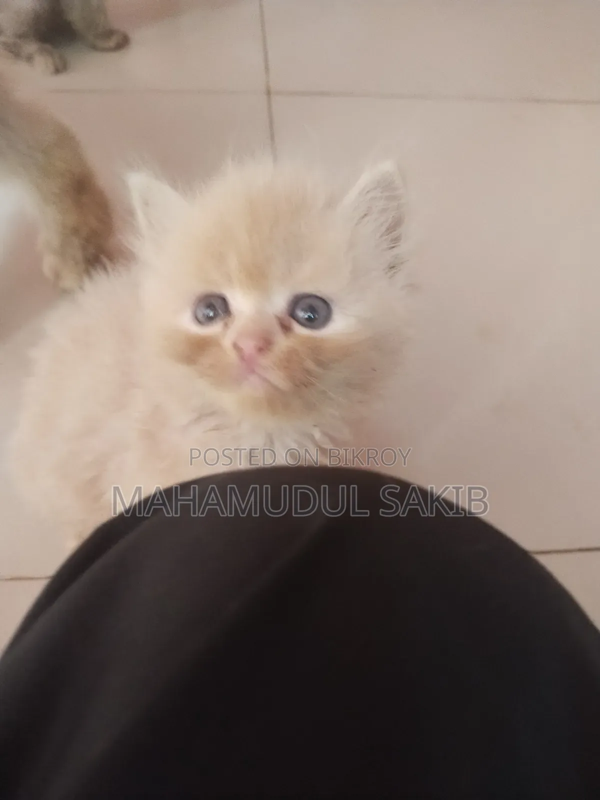 1-3 Months Female Purebred Persian