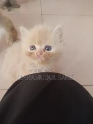 1-3 Months Female Purebred Persian