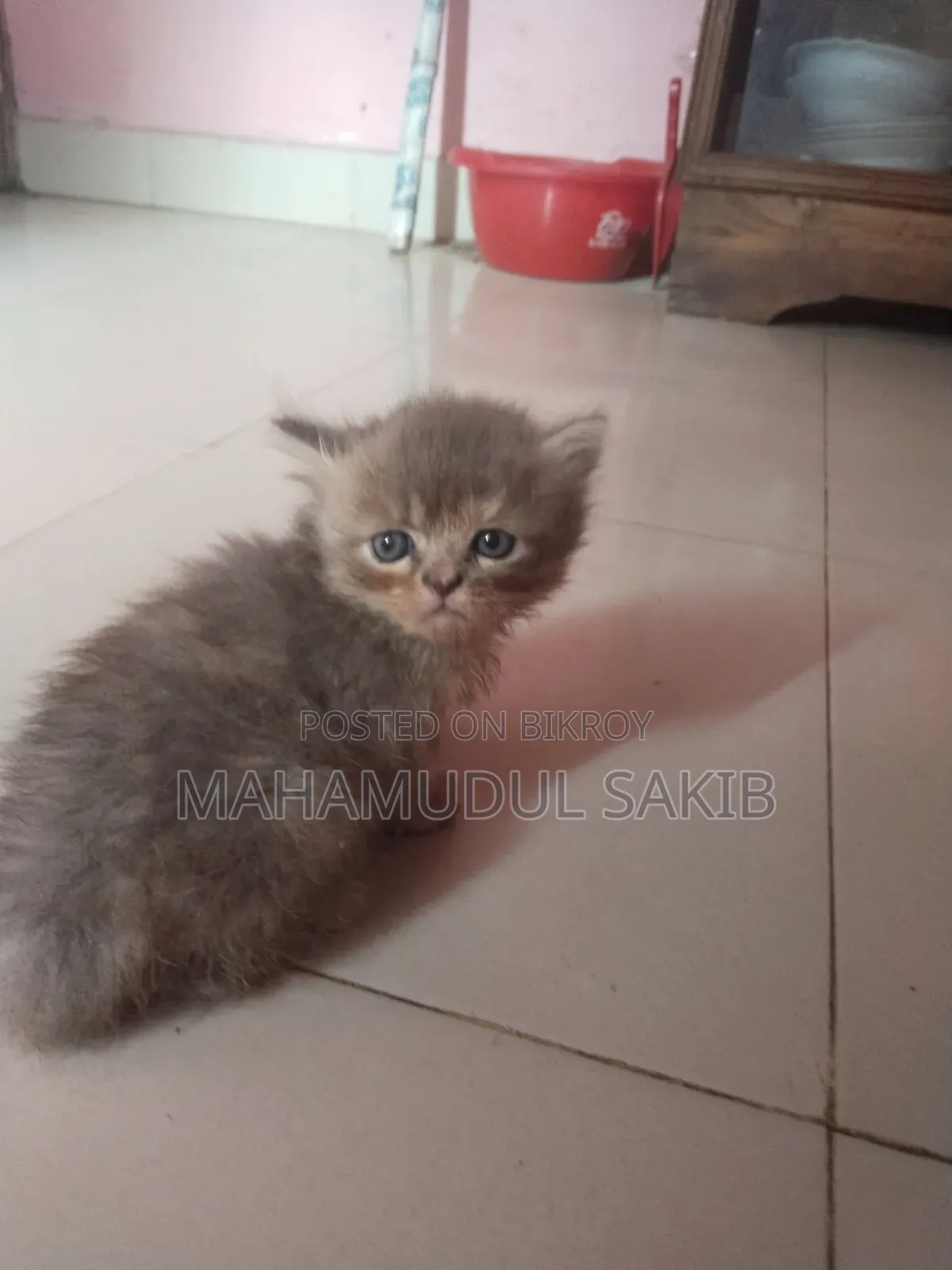 1-3 Months Female Purebred Persian