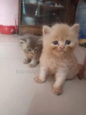 1-3 months Female Purebred Persian