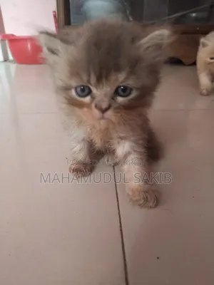 1-3 Months Female Purebred Persian