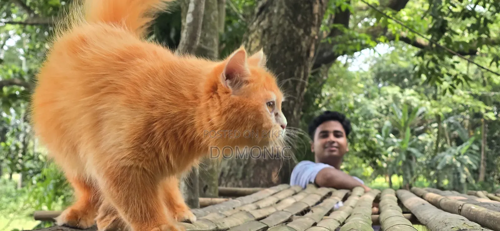 3-6 months Female Purebred Persian