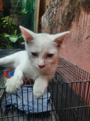 1-3 months Male Purebred Bengal