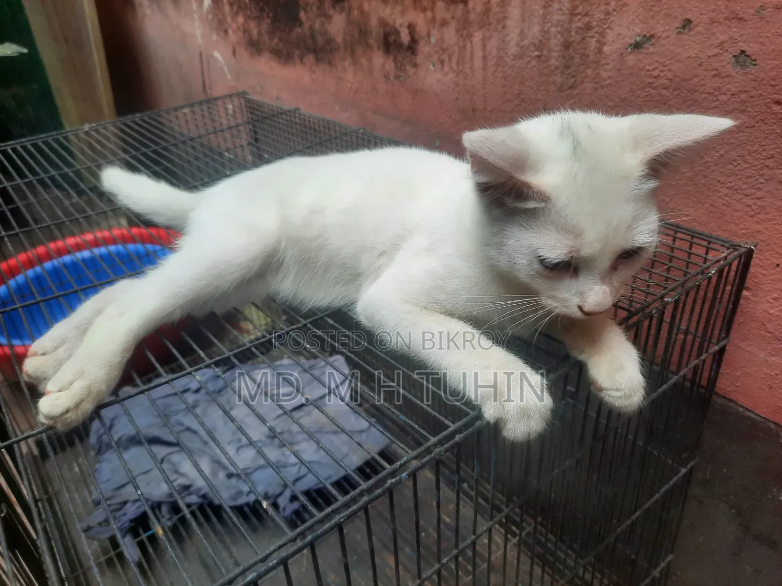 1-3 Months Male Purebred Bengal