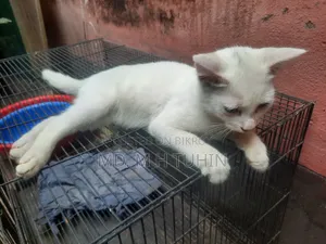 1-3 Months Male Purebred Bengal