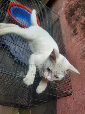 1-3 Months Male Purebred Bengal