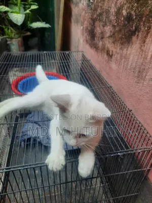 1-3 Months Male Purebred Bengal