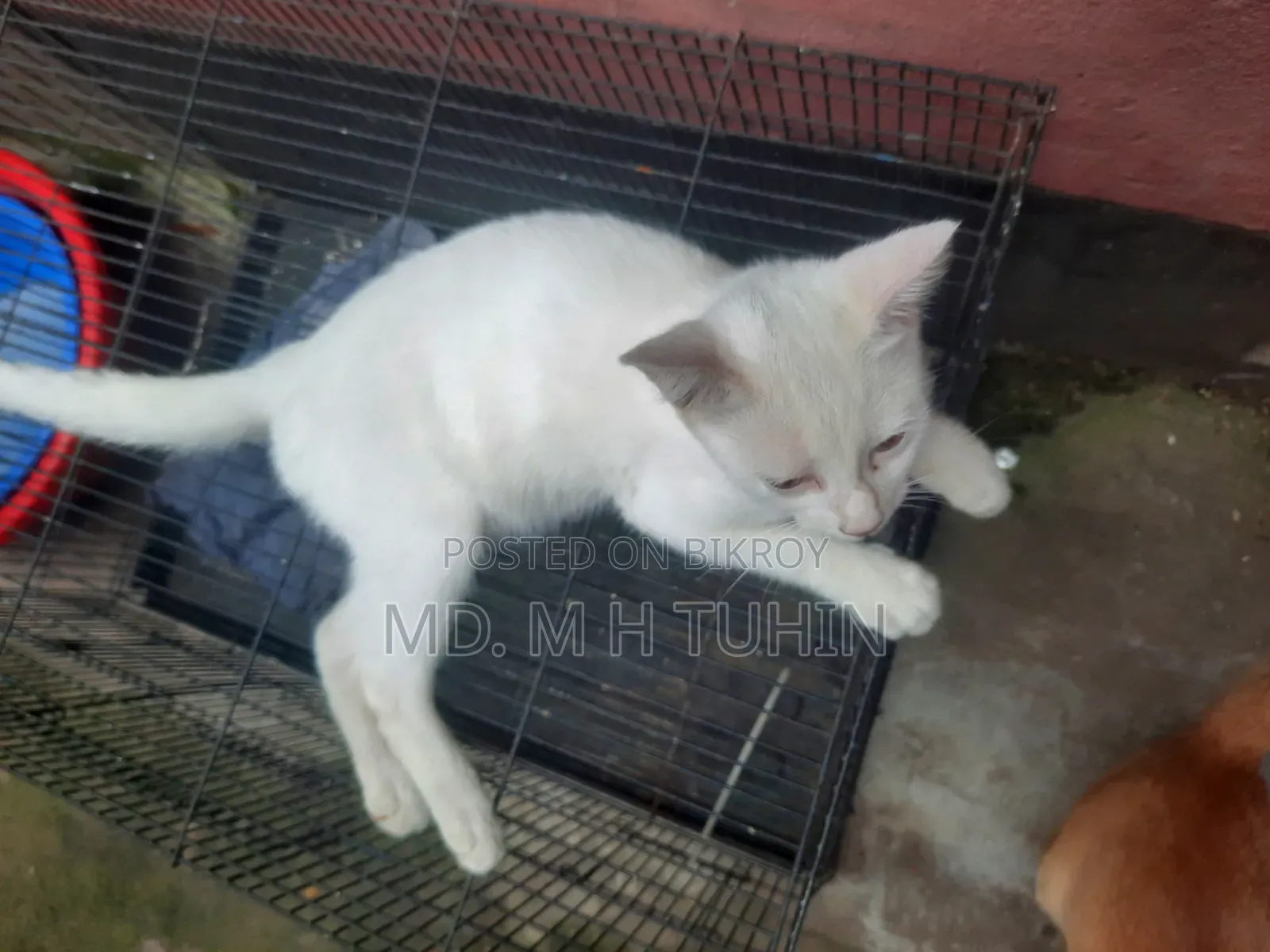 1-3 Months Male Purebred Bengal