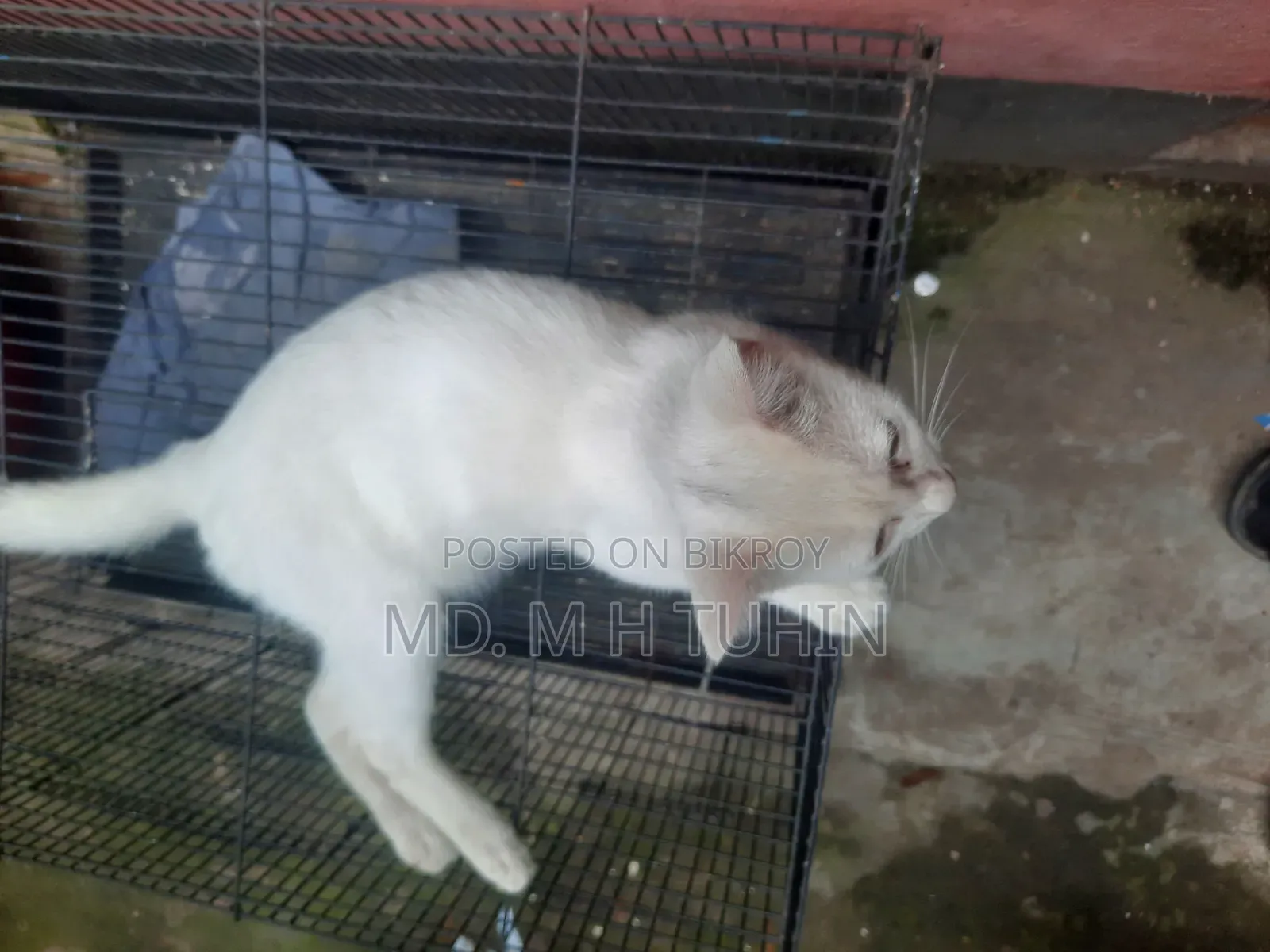 1-3 Months Male Purebred Bengal