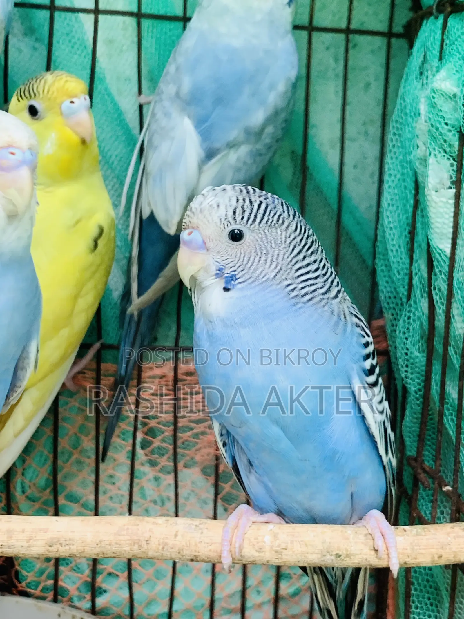 এডাল্ট বাজরিগার পাখি