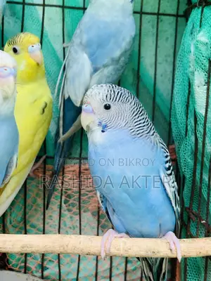 এডাল্ট বাজরিগার পাখি