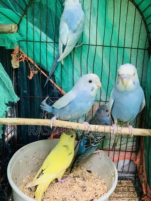 এডাল্ট বাজরিগার পাখি