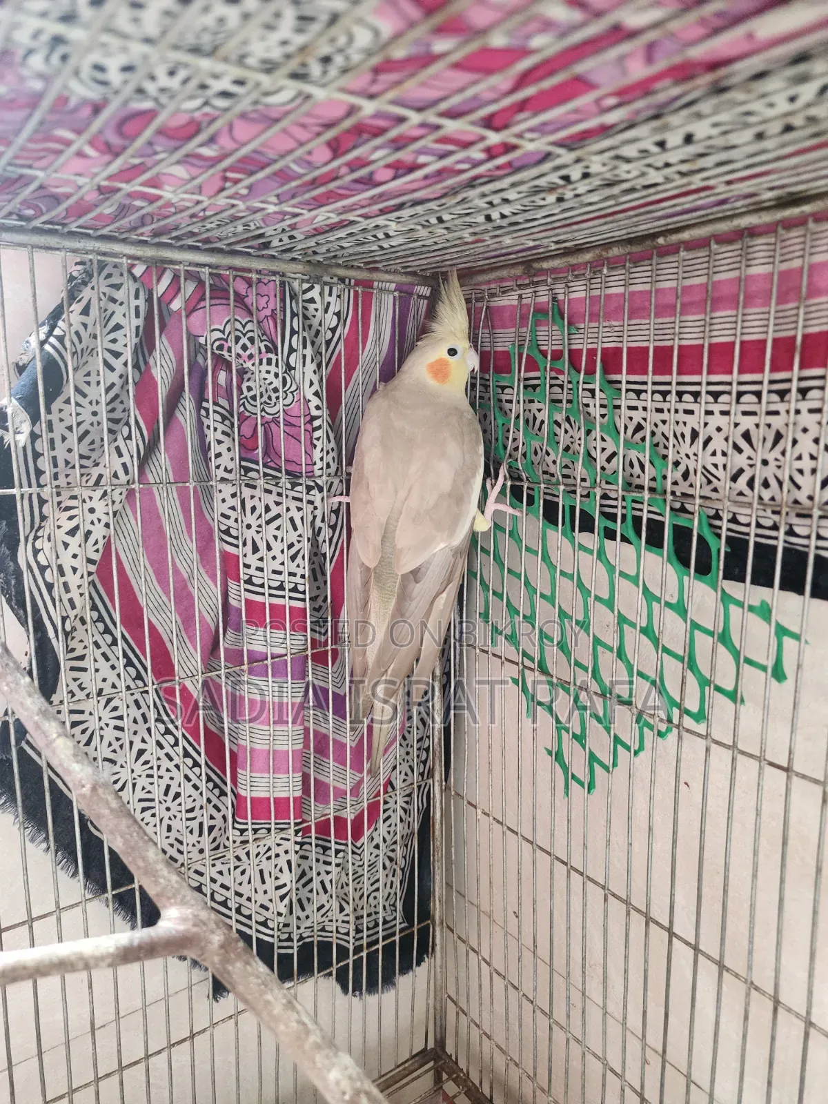 ফিমেল ককাটেল