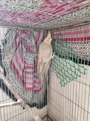 ফিমেল ককাটেল