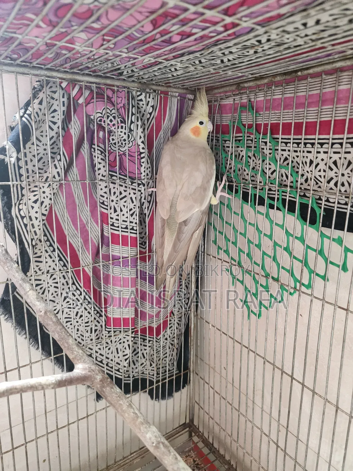 ফিমেল ককাটেল