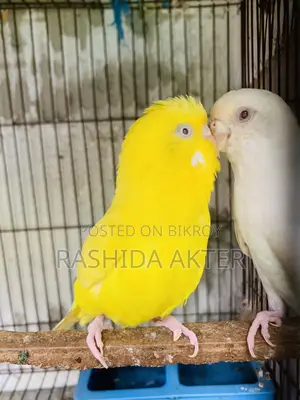 রানিং লুটিনো ও অ্যালবিনো জোরা