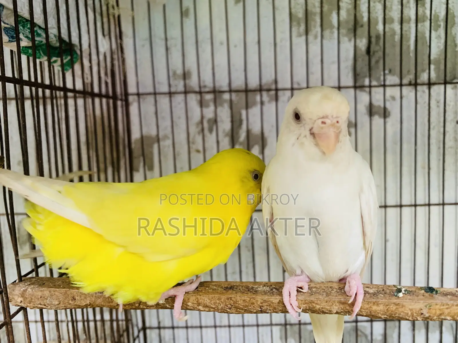 Running Lutino and Albino Pair
