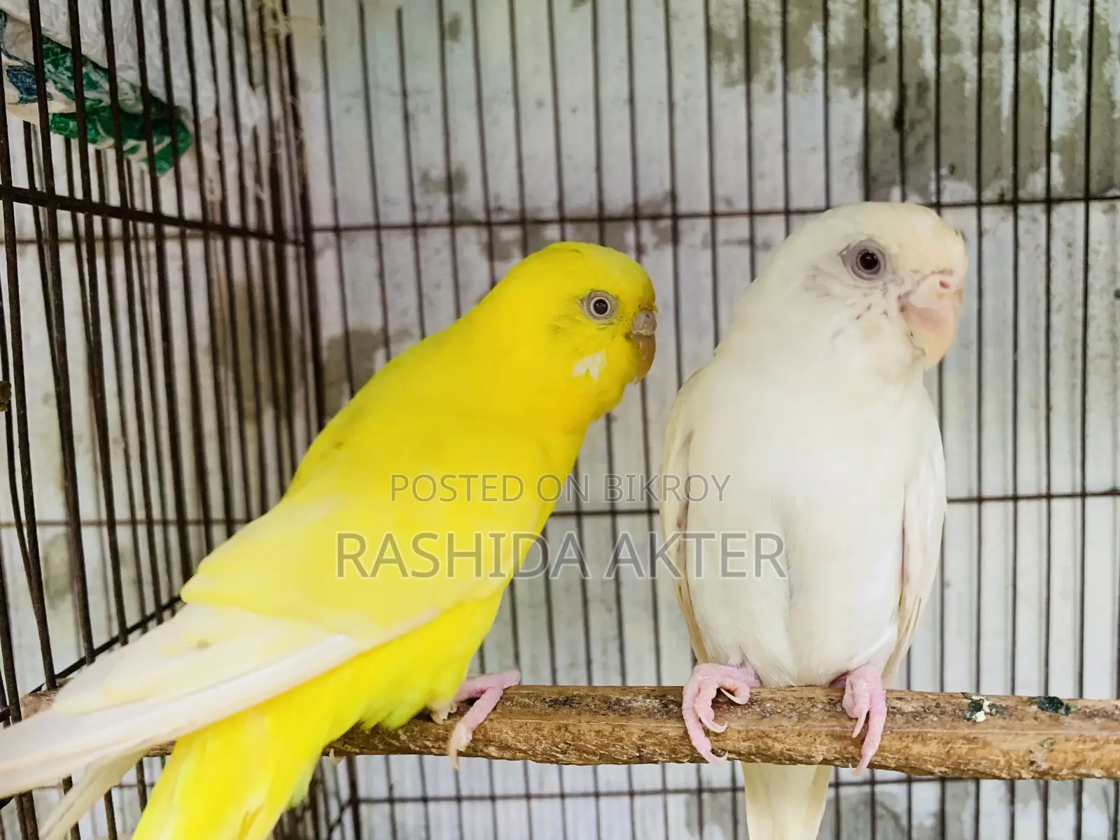 Running Lutino and Albino Pair