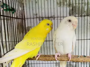 Running Lutino and Albino Pair