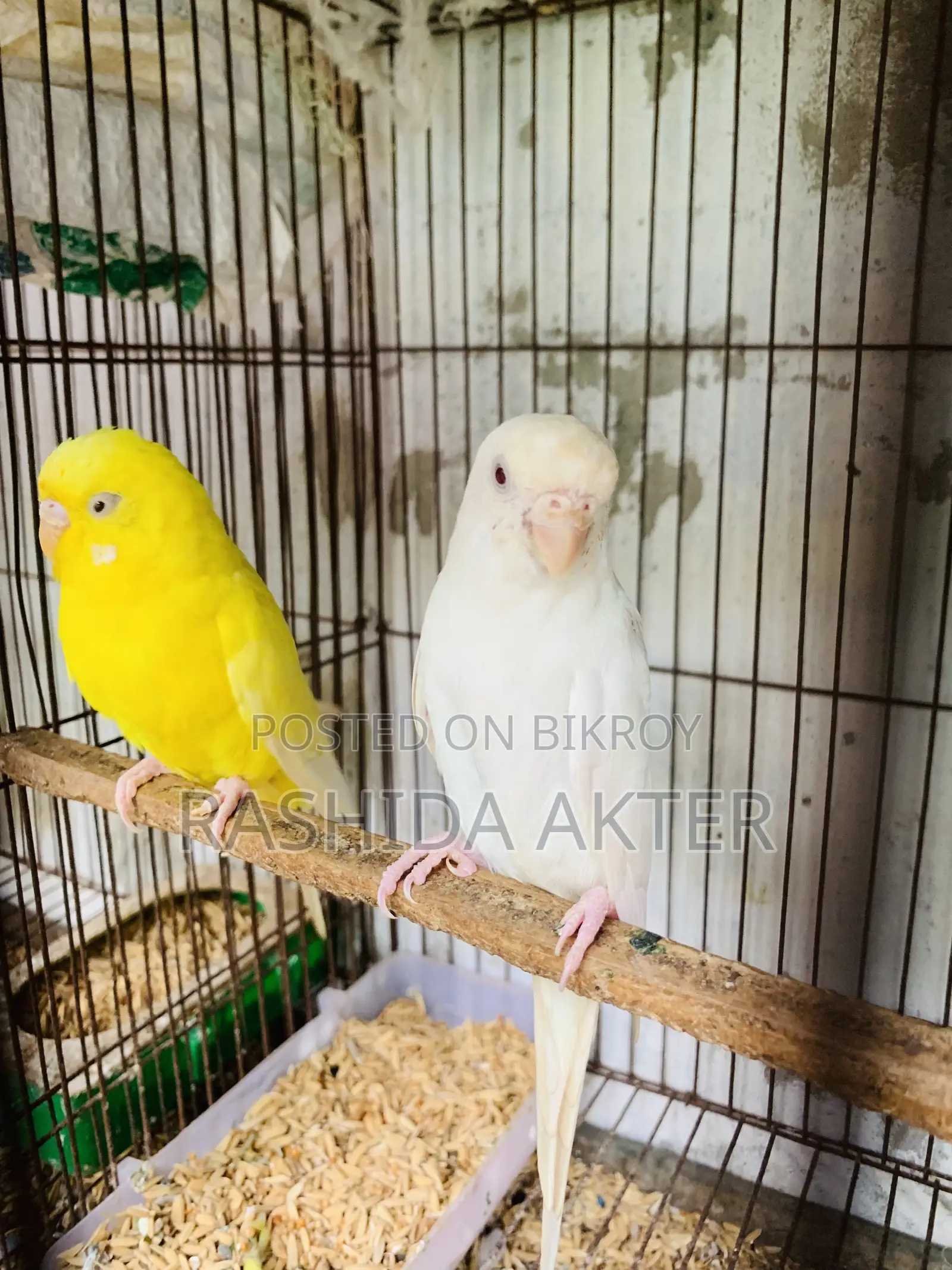 Running Lutino and Albino Pair