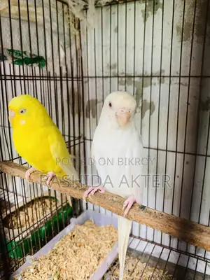Running Lutino and Albino Pair