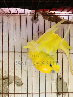 Running Japanese Budgerigar Bird