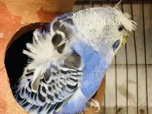 রানিং জাপানিজ বাজরিগার পাখি