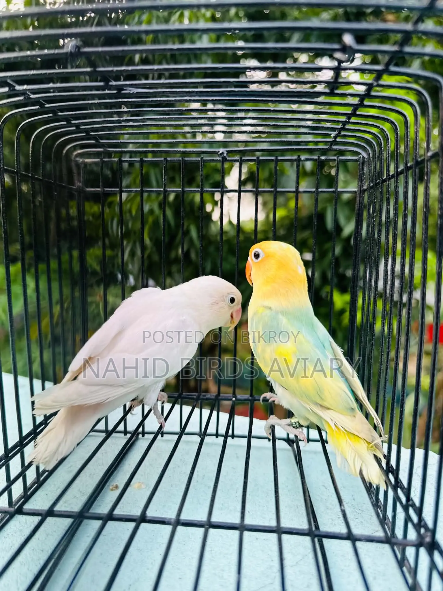 লাভবার্ড ডিএনএ পেয়ার