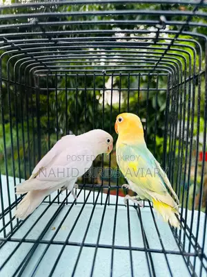 লাভবার্ড ডিএনএ পেয়ার