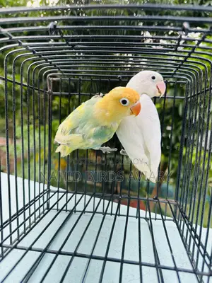 লাভবার্ড ডিএনএ পেয়ার