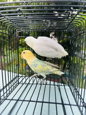 লাভবার্ড ডিএনএ পেয়ার