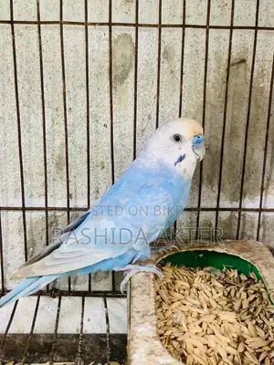 ১ টা রানিং মেইল