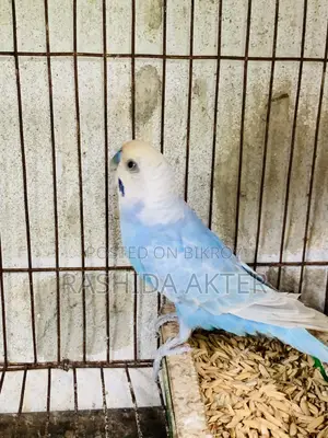 ১ টা রানিং মেইল