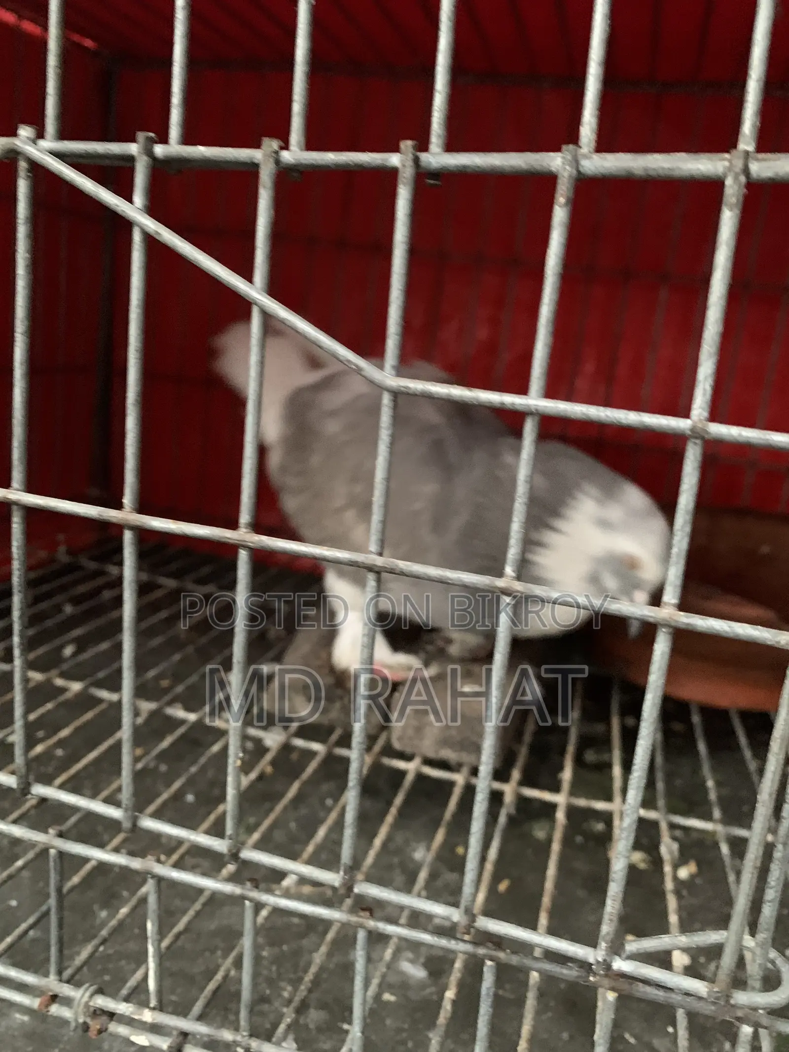 রাজসাহী কবুতর। অনেক ভালো নর