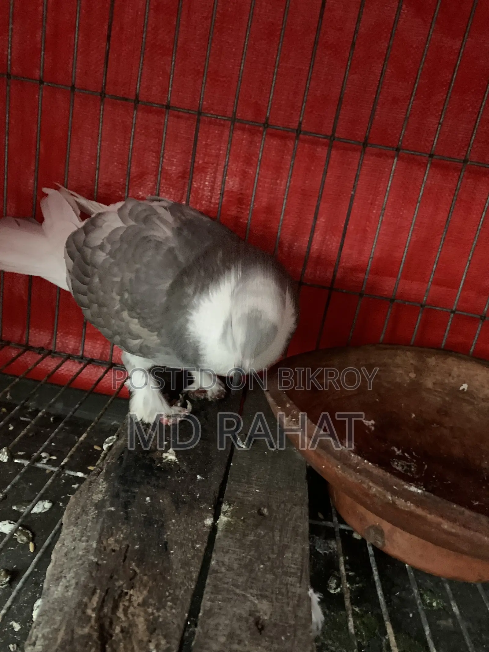 রাজসাহী কবুতর। অনেক ভালো নর